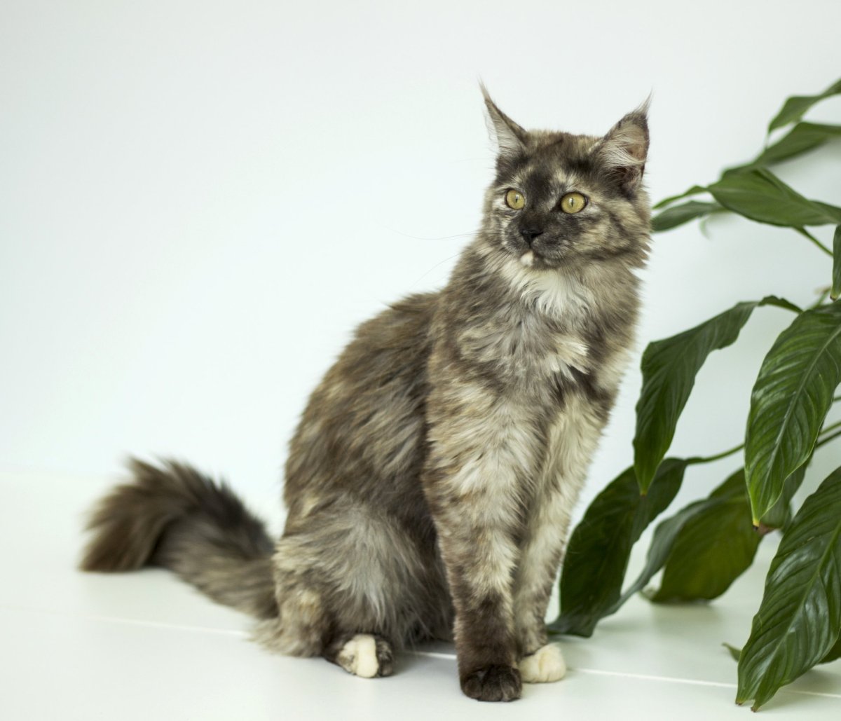 Кошка Мейн кун