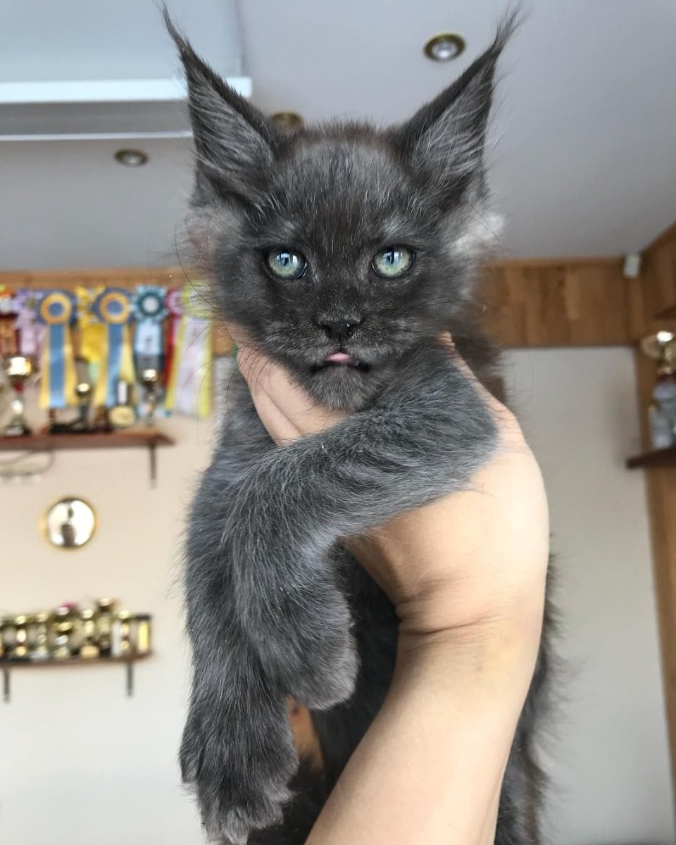 Метис Мейн куна