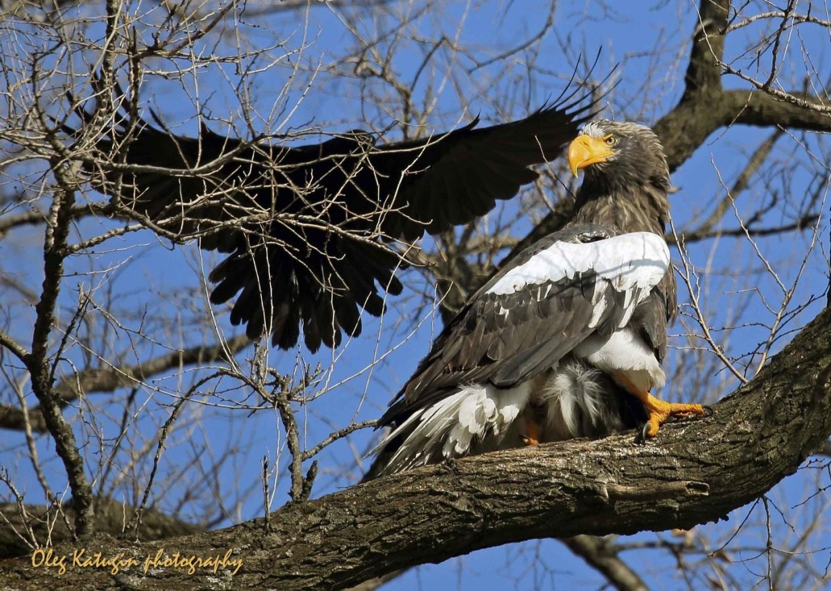 Курильское озеро белоплечие орланы