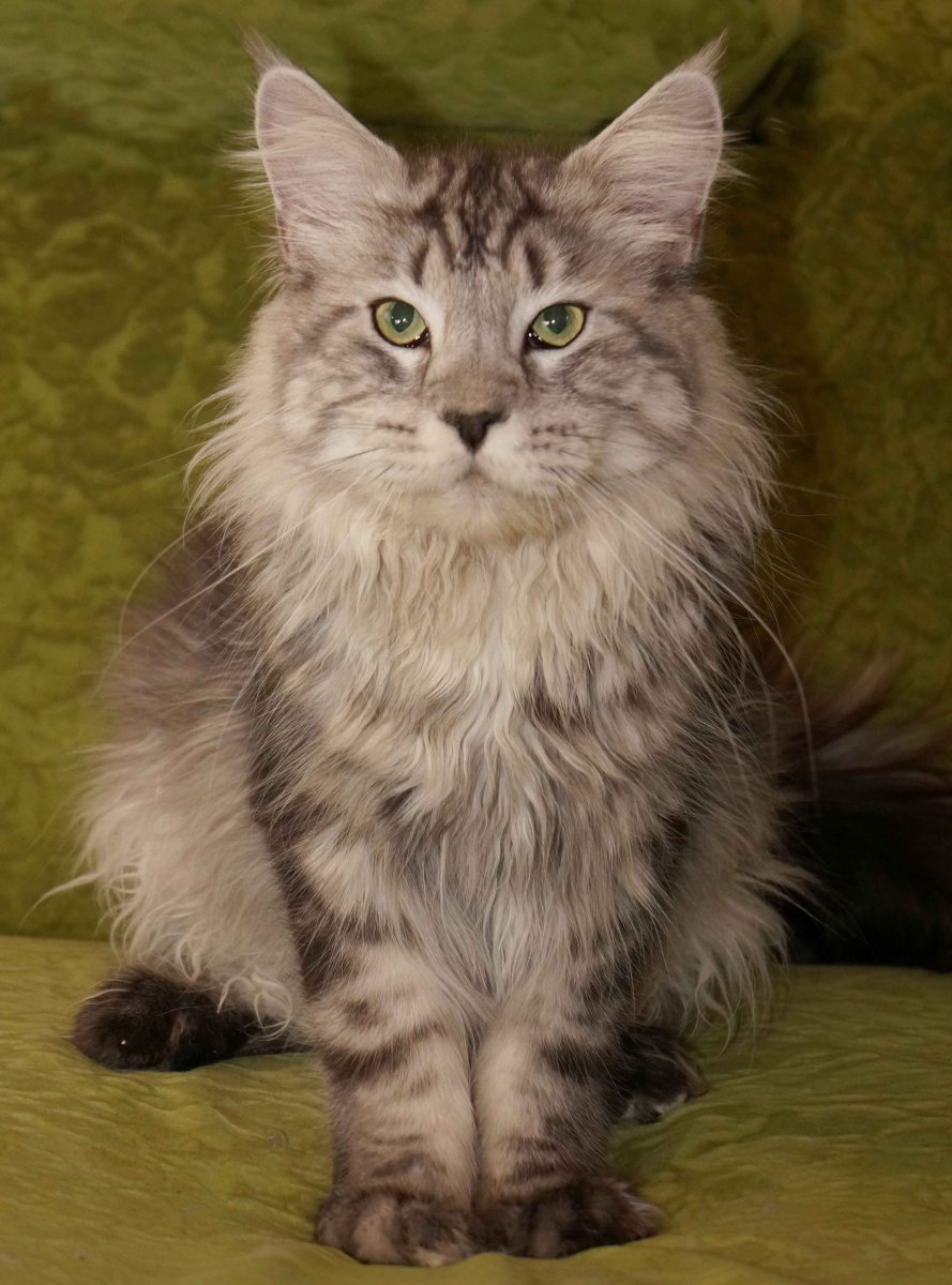 Мейн кун и британец