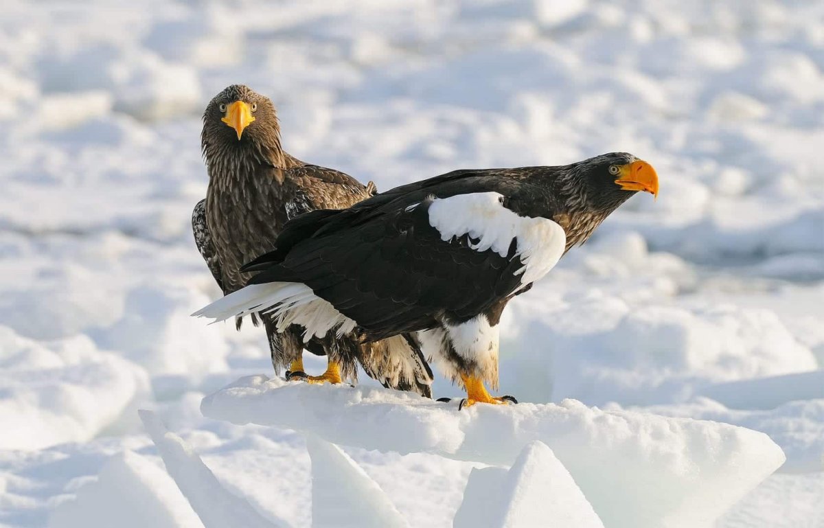 Белоплечий Орлан Камчатка