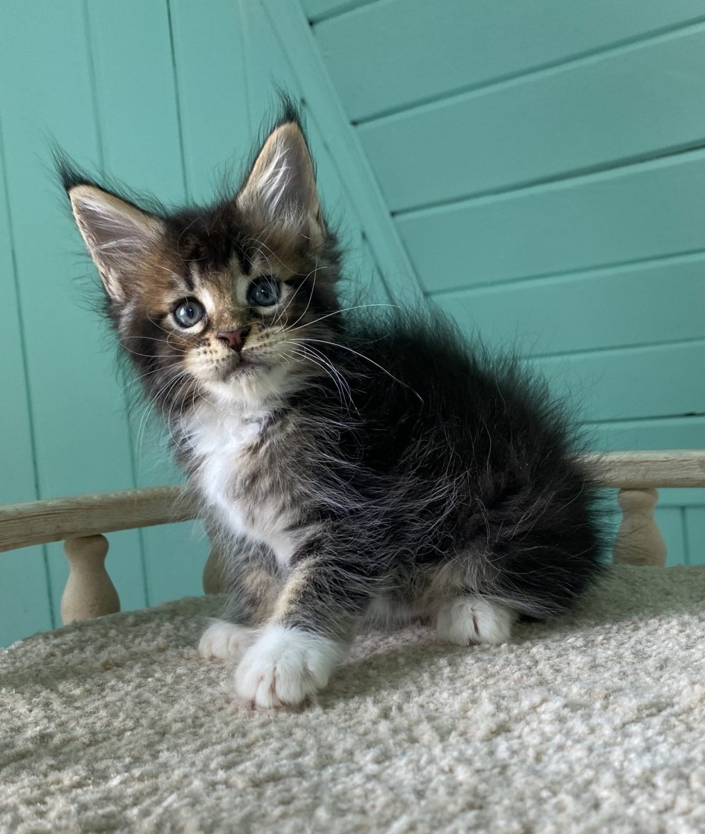 Котята метисы Мейн куна