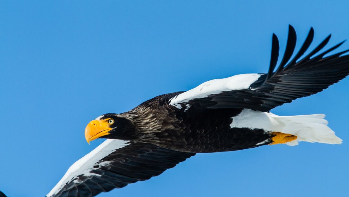 Птица с рогом в России