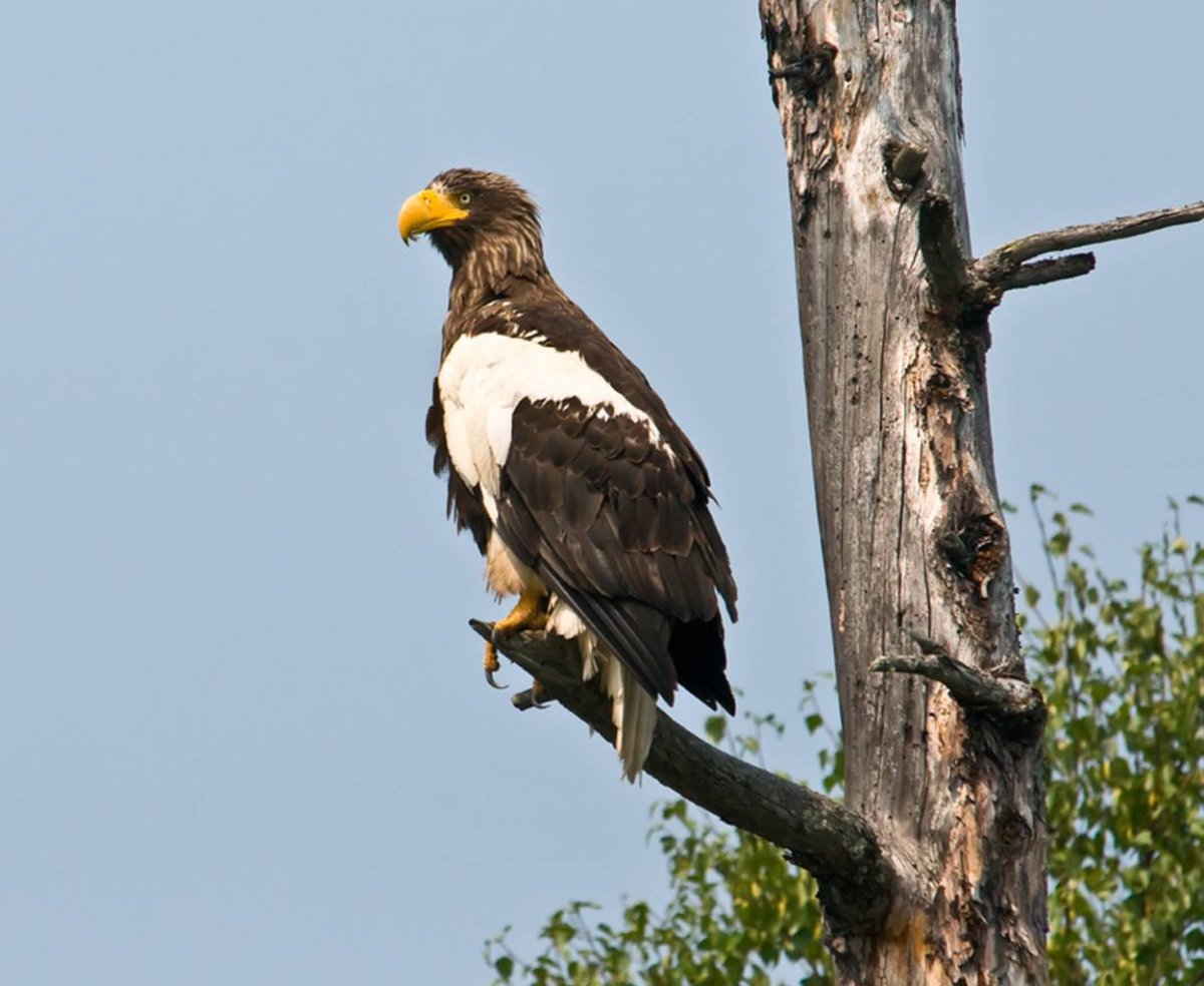 Белоплечий Орлан фауна дальнего Востока