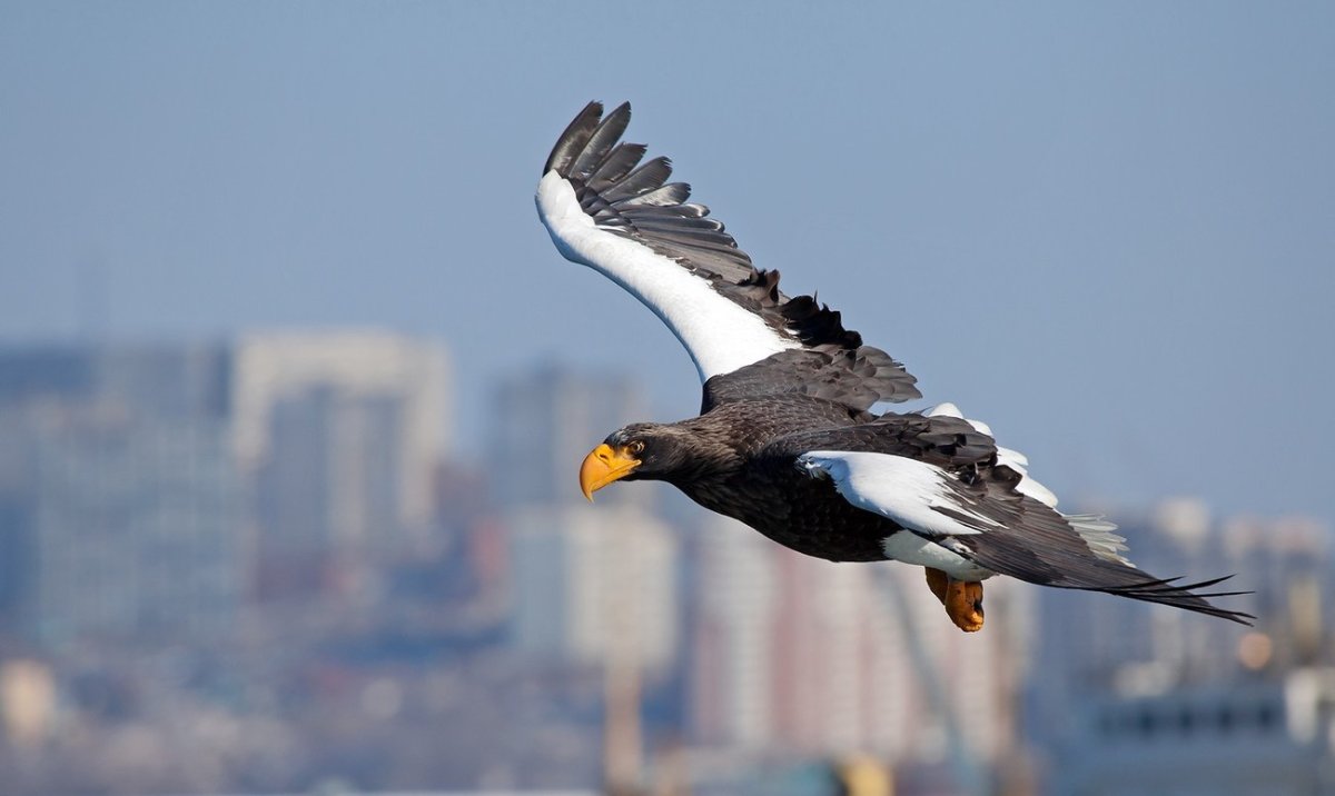 Белоплечий (Тихоокеанский) Орлан