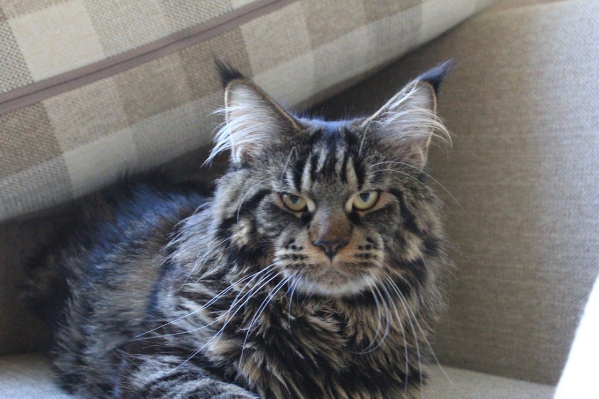 Метис Мейн куна и сибирской кошки