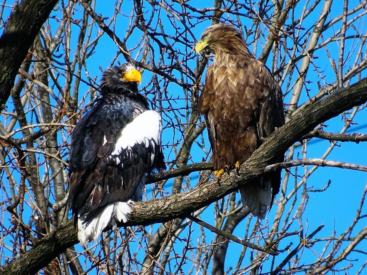 Haliaeetus pelagicus