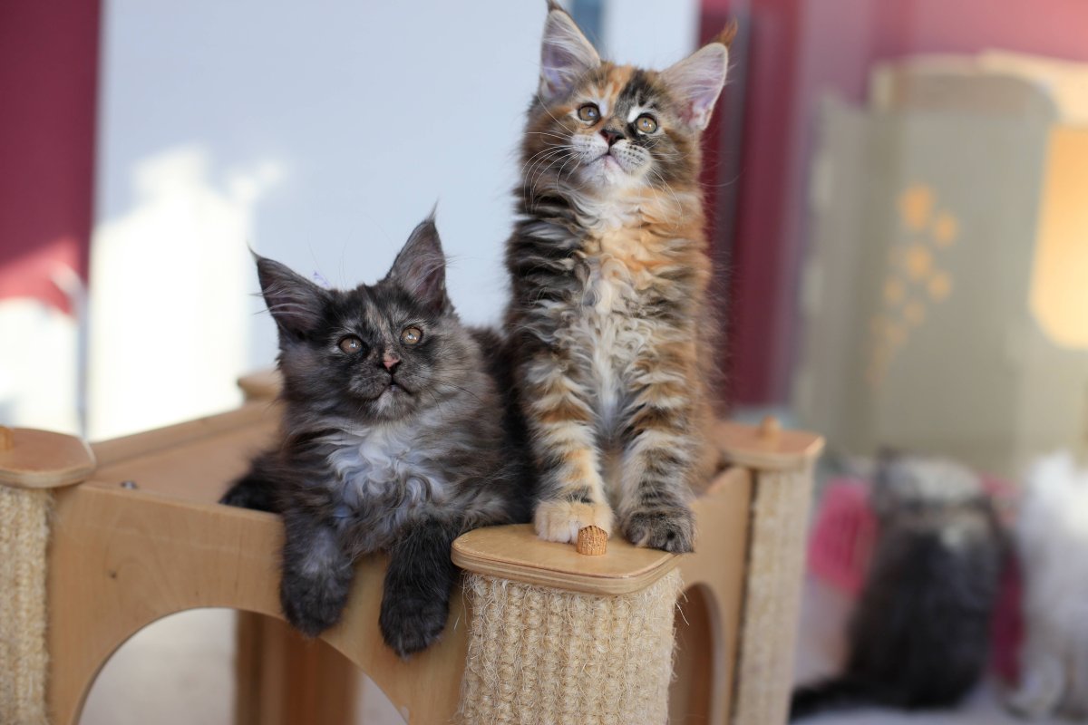 Мейн кун и сфинкс помесь