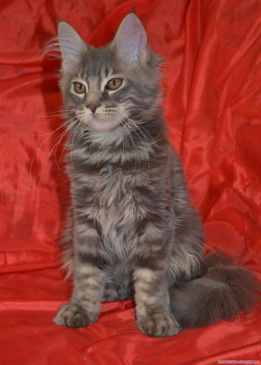 Мейн кун помесь