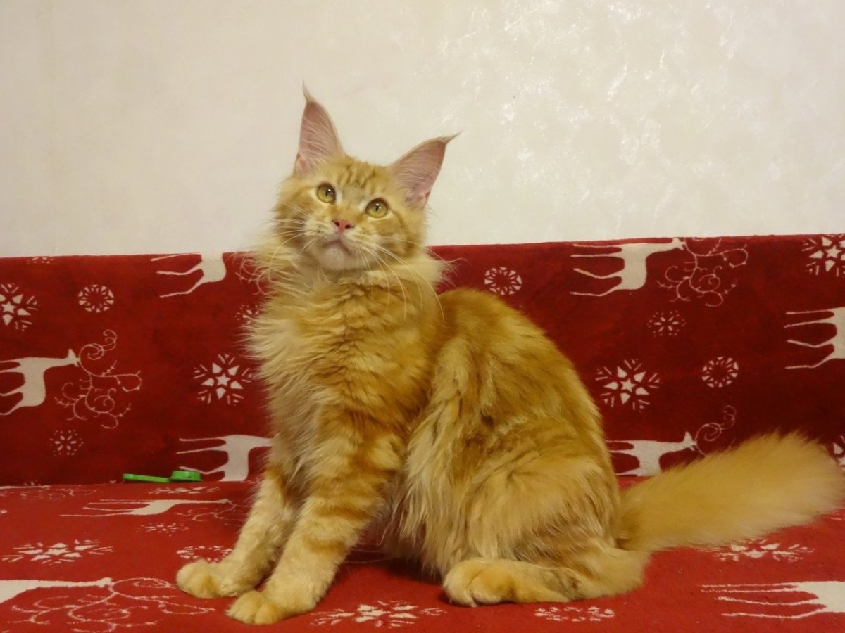 Котята Мейн кун метисы