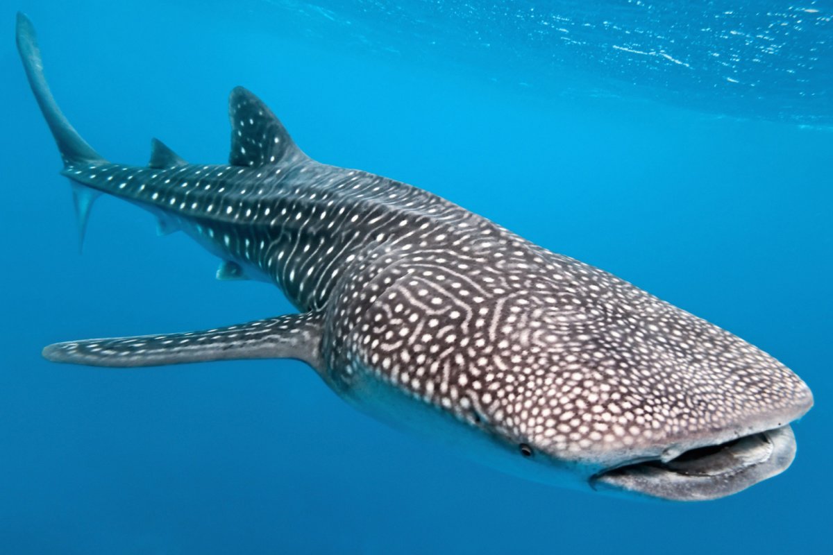 Рыба акула белая