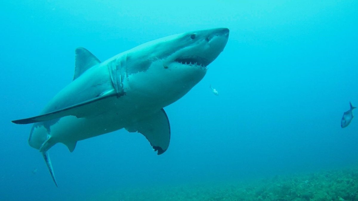 Кархародон Кархариас