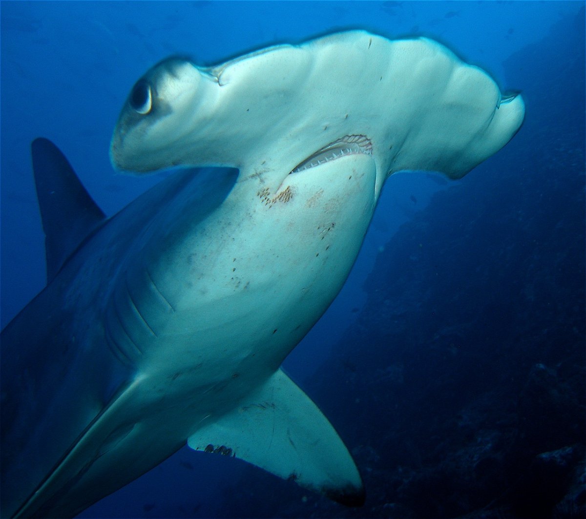 Кашалот Левиафан Мелвилла