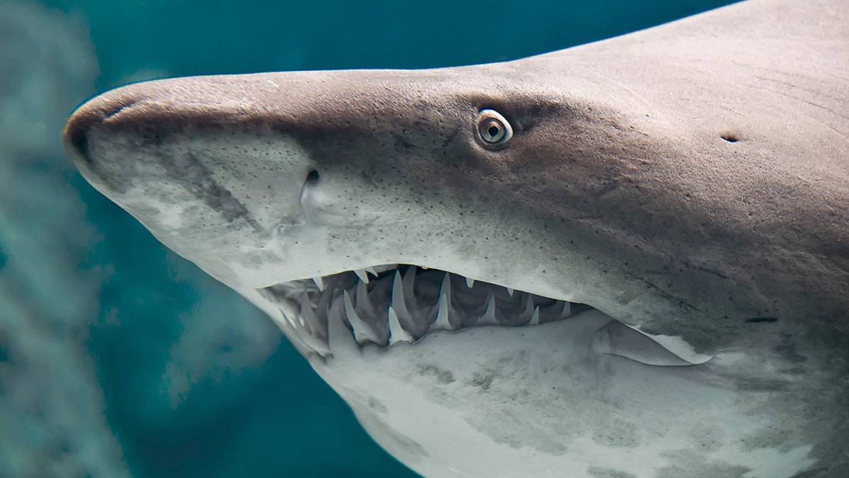 Рифовая акула ОАЭ