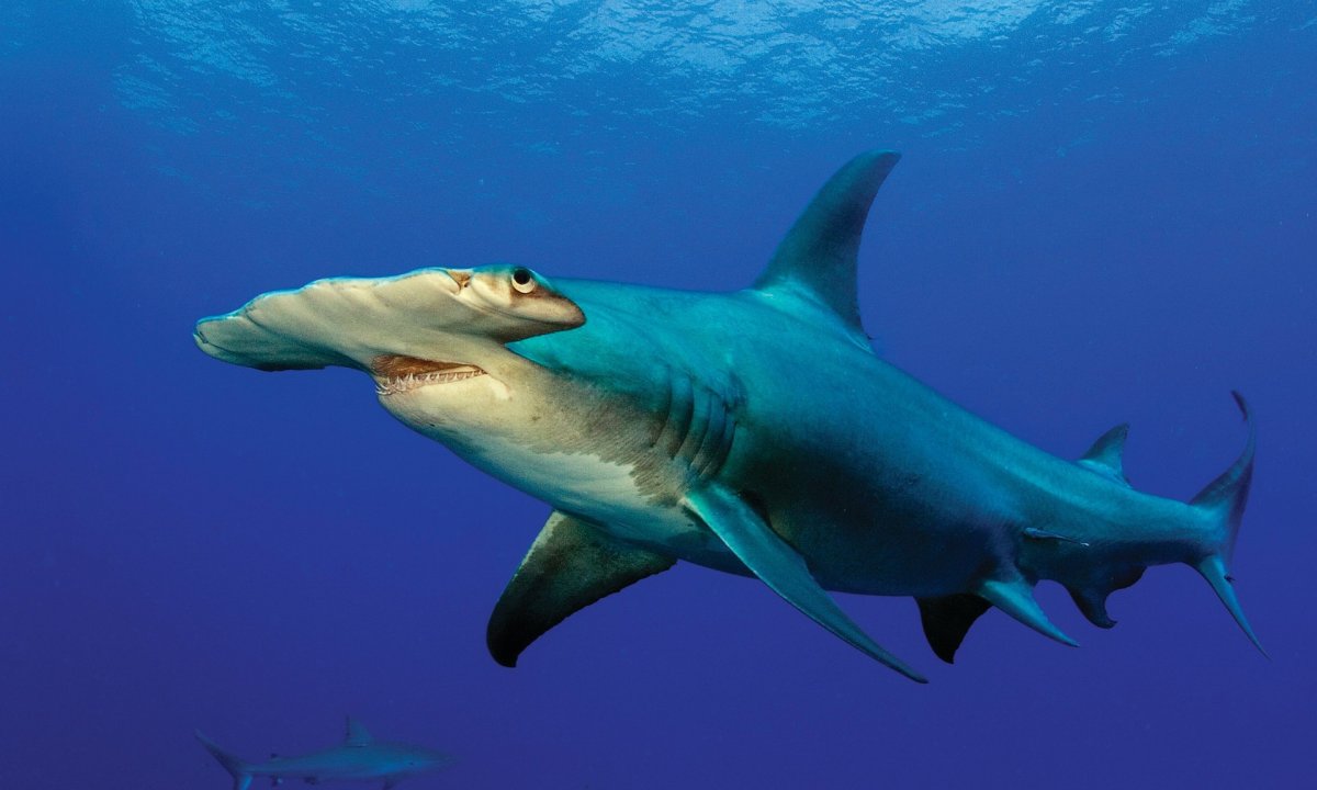 Никарагуанская акула Carcharhinus nicaraguensis