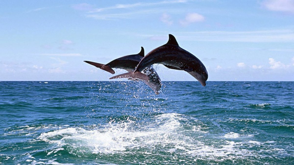 Дельфин дивноморское. Черное море Анапа Дельфин. Дельфин Сухум. Дельфины в Крыму. Дельфины в море.