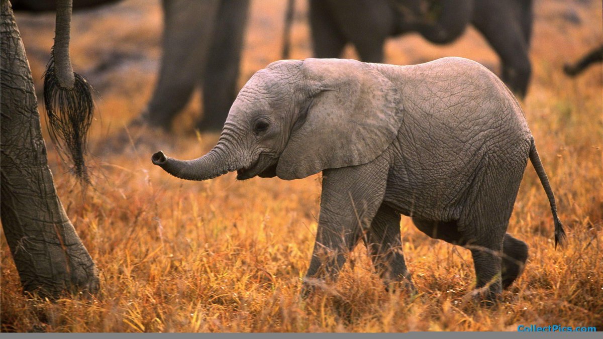 Животные Африки