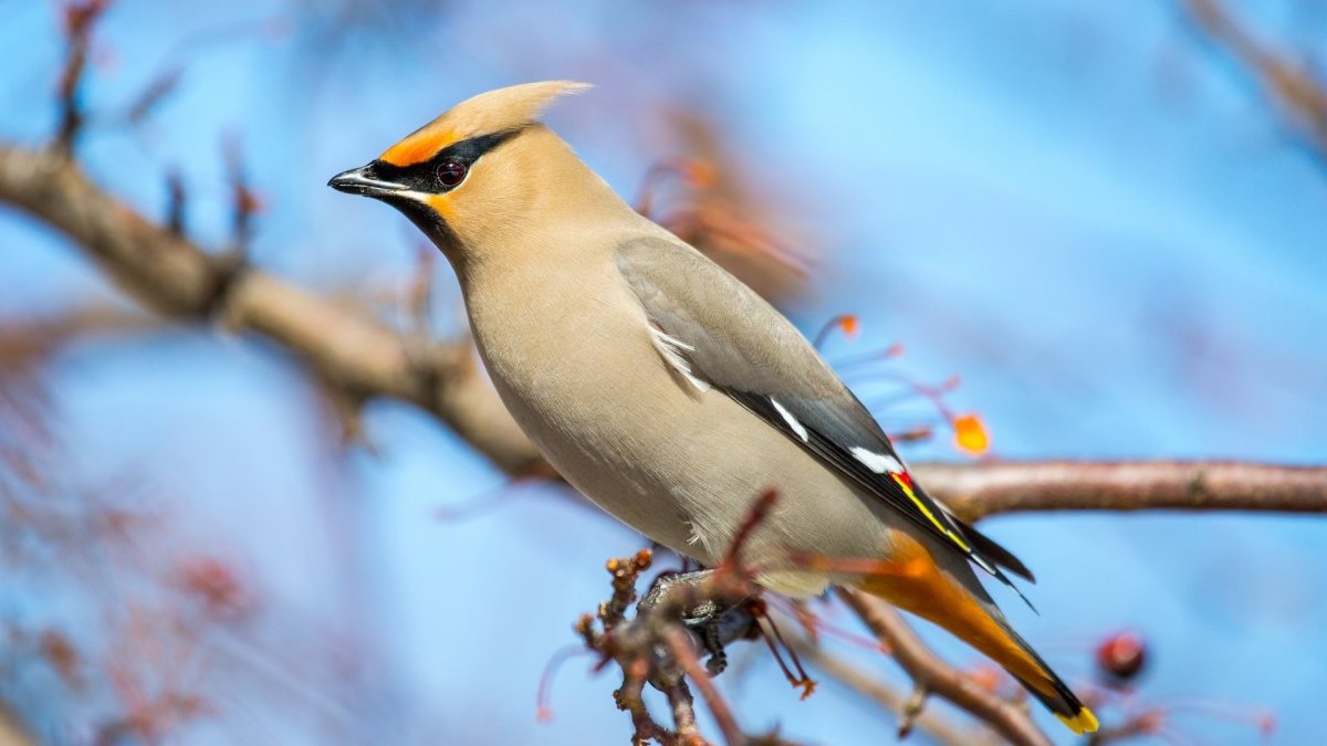 Птицы Урала свиристель