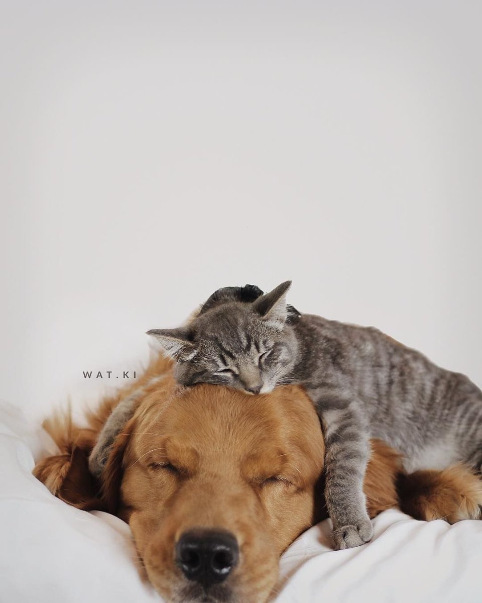 Кошка спит на собаке