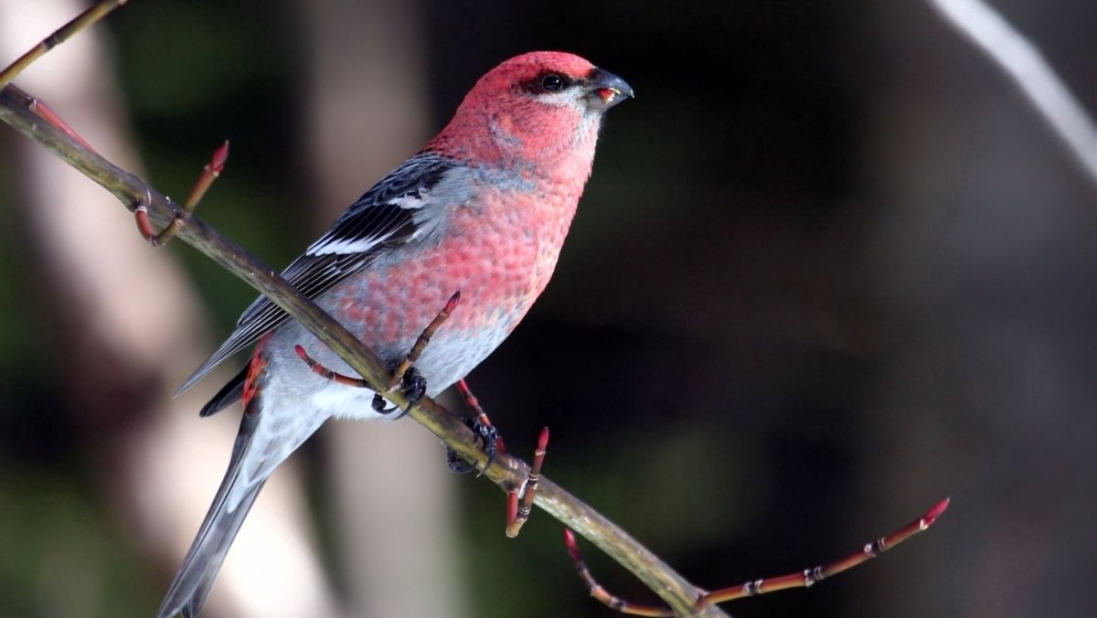 Клёст птица