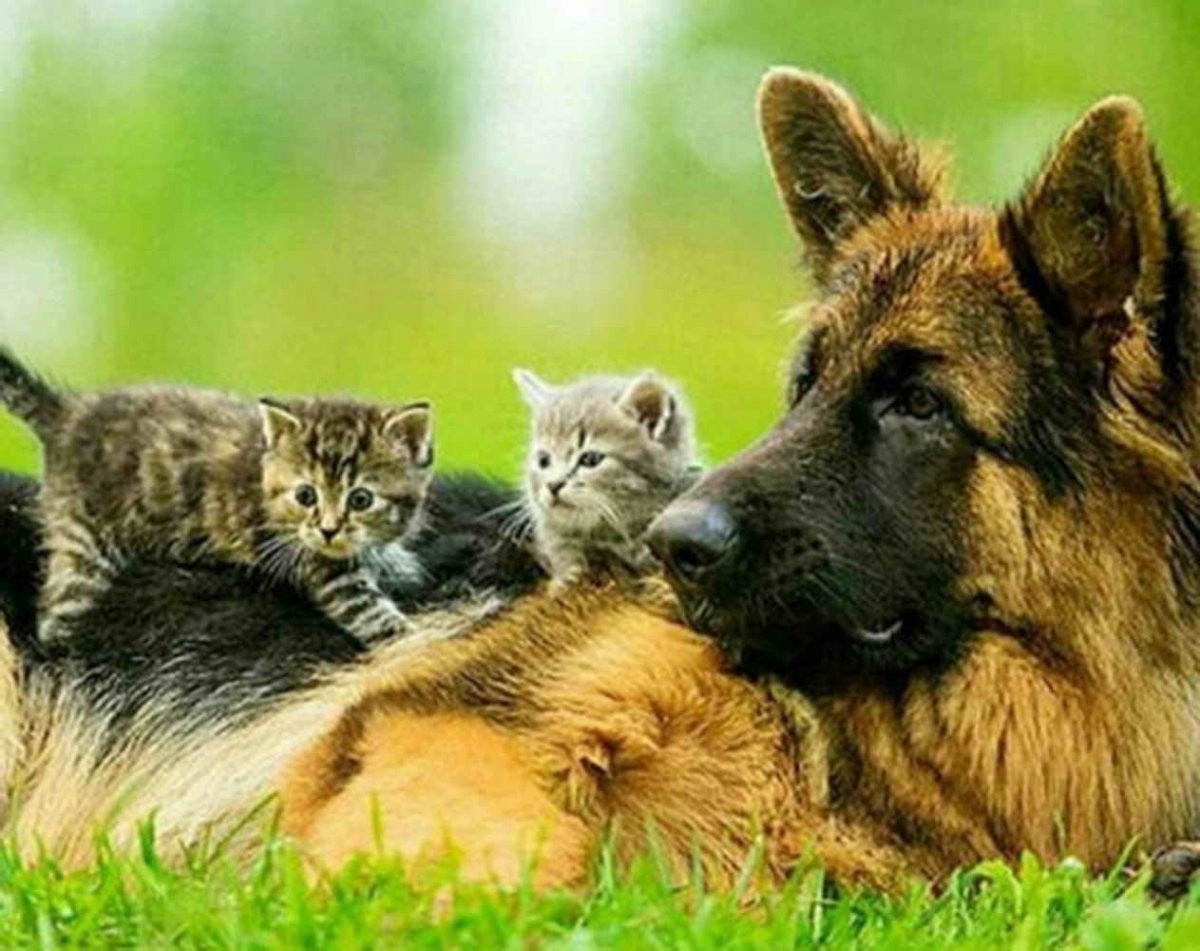 Собака и кошка вместе