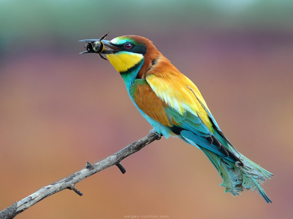 Щурка золотистая пчелоедка