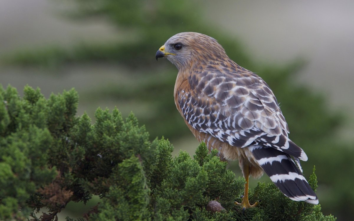 Красноплечий канюк