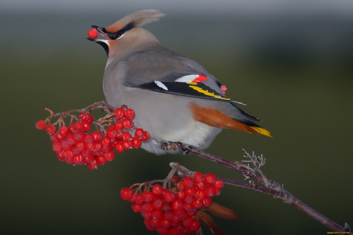 Дрозд с хохолком