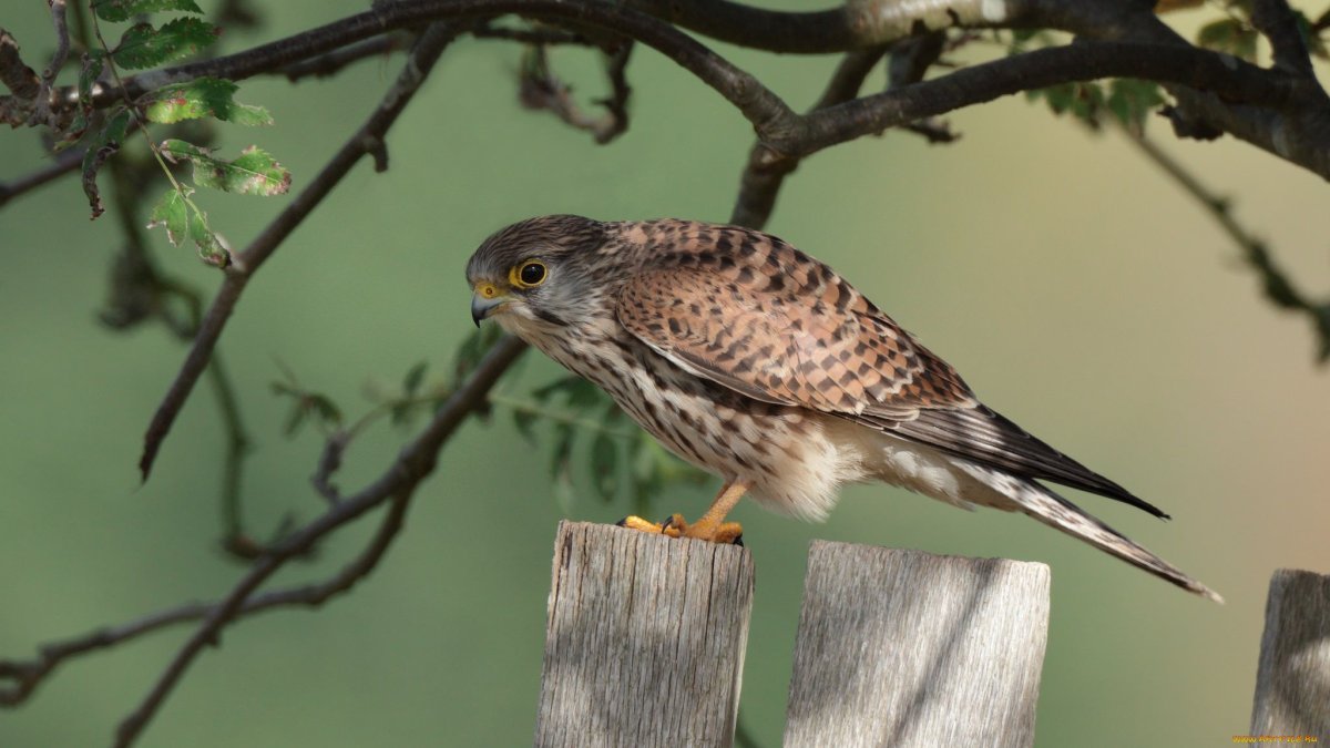 Хищные птицы Подмосковья