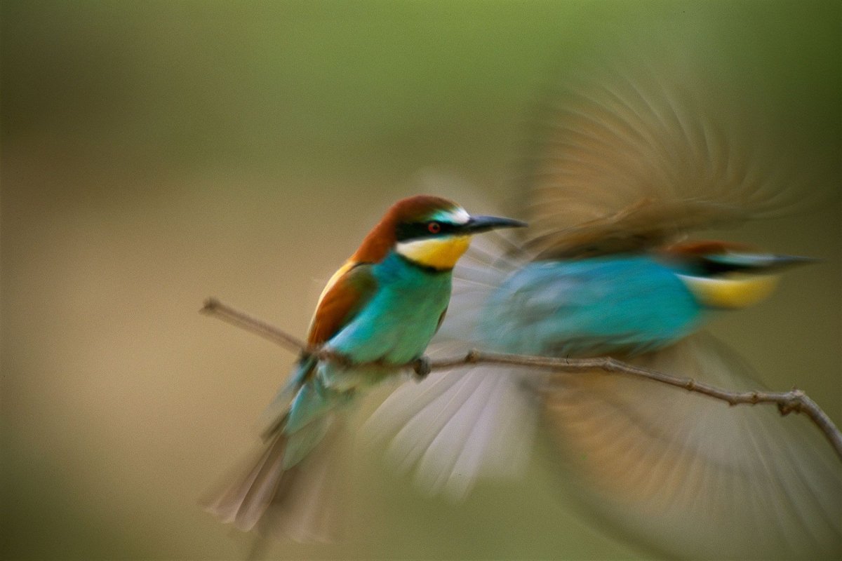 Обои на рабочий стол Колибри