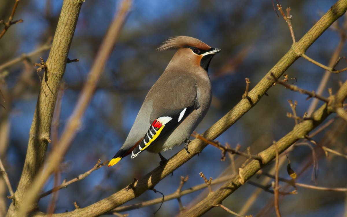 Птицы с золотым хохолком