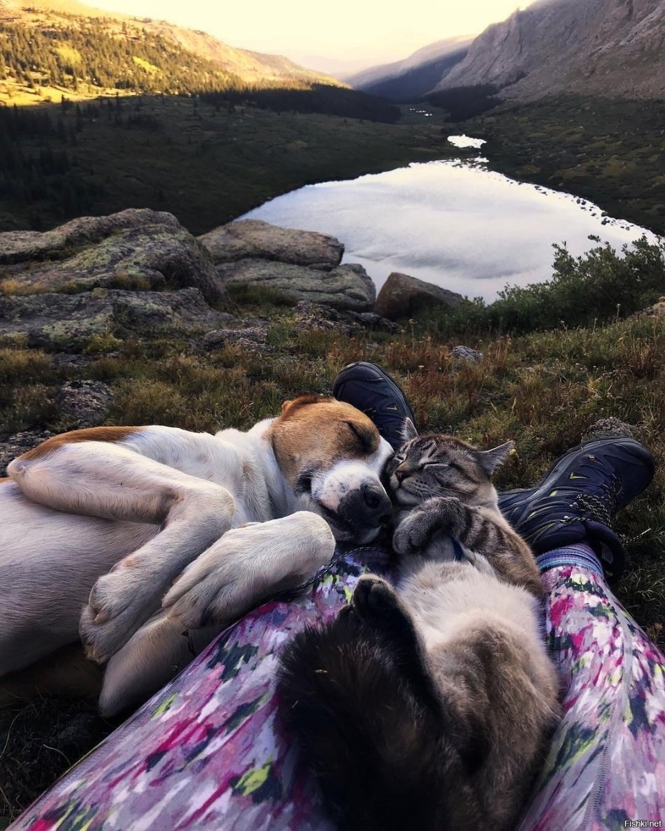 Щенки спят в обнимку