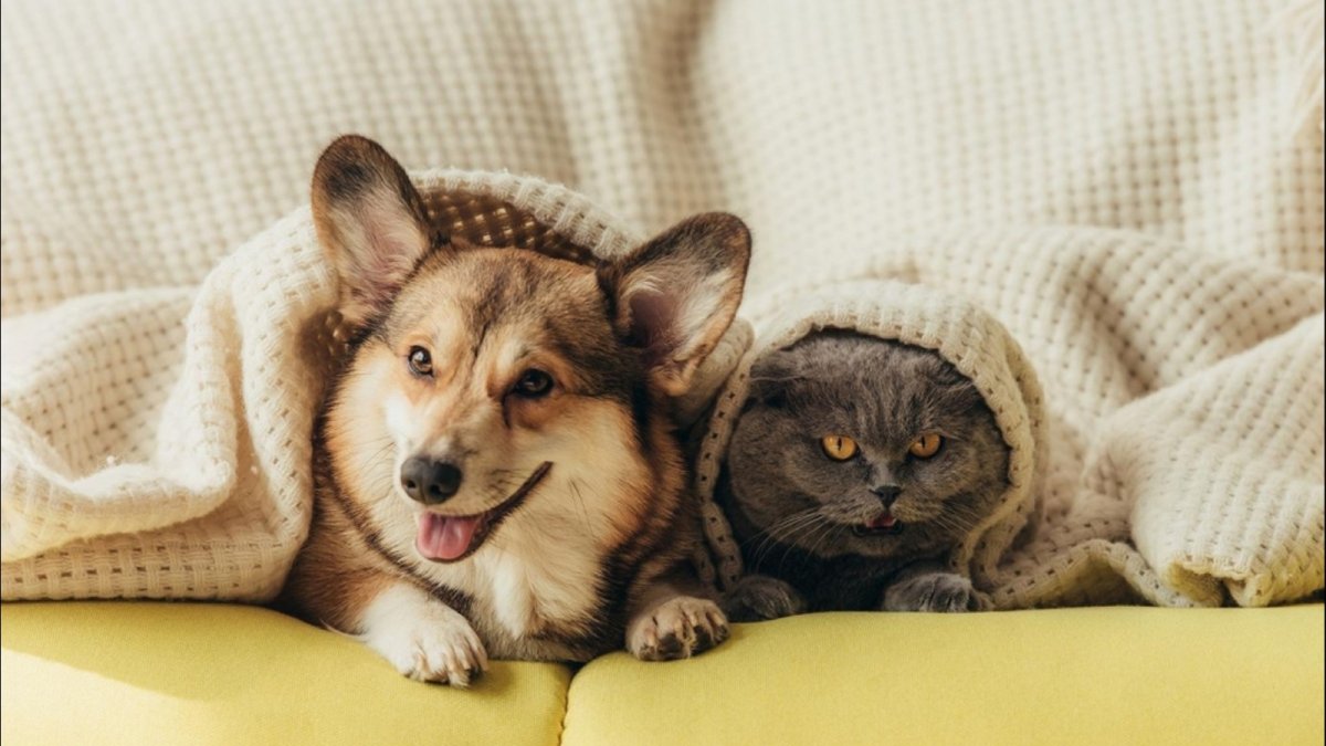 Золотистый ретривер и кот