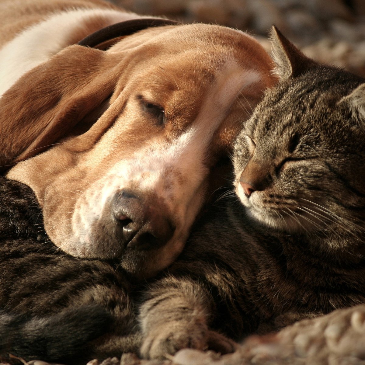 Кошки и собаки