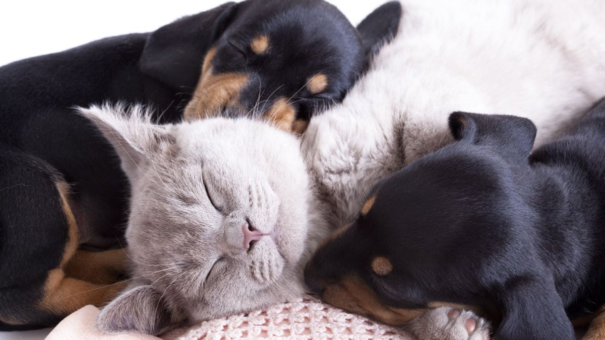 Лиса Джунипер и ее друг