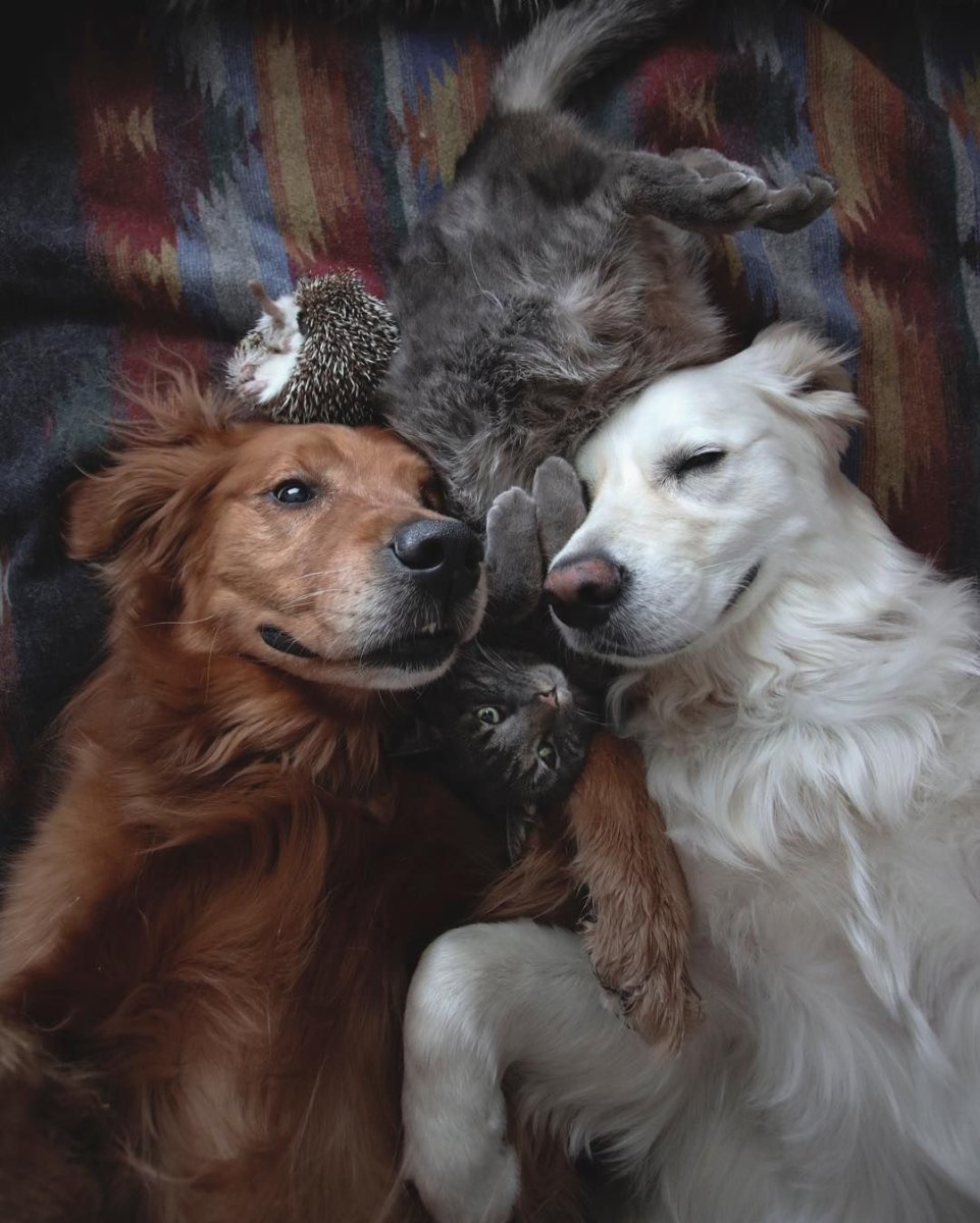 Кот и собака