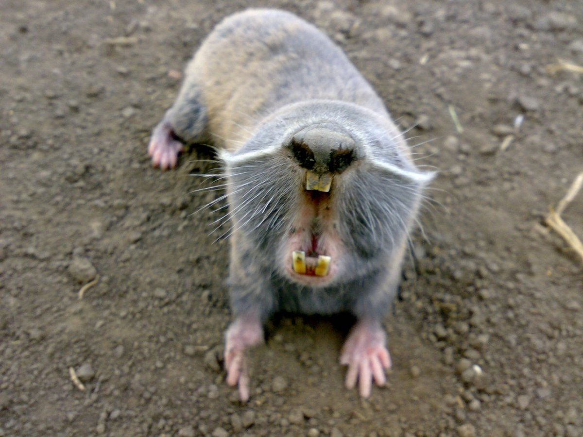 Буковинский слепыш