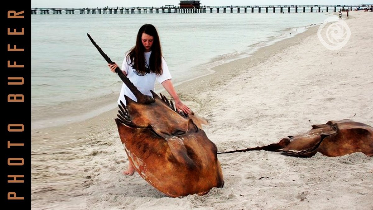 Procambarus alleni синий Флоридский рак.