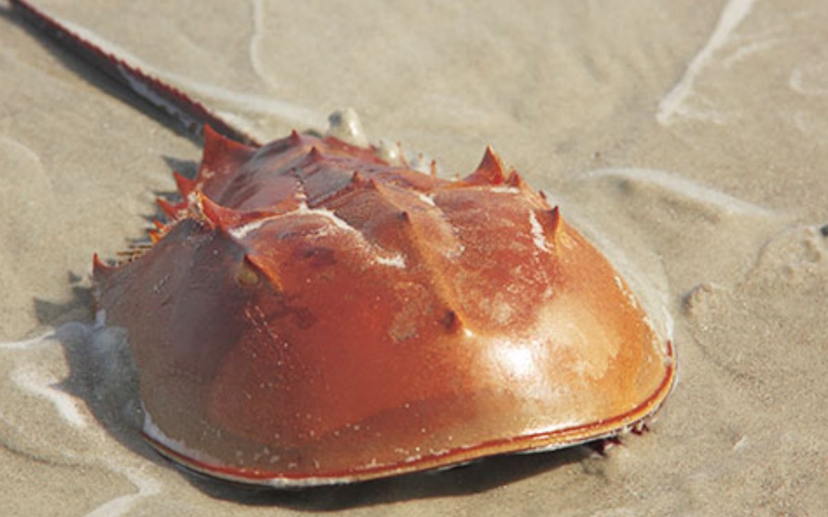 Голубая кровь у моллюсков