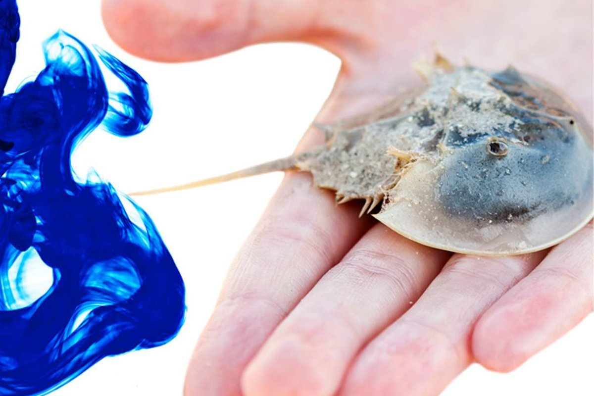 Флоридский Омар