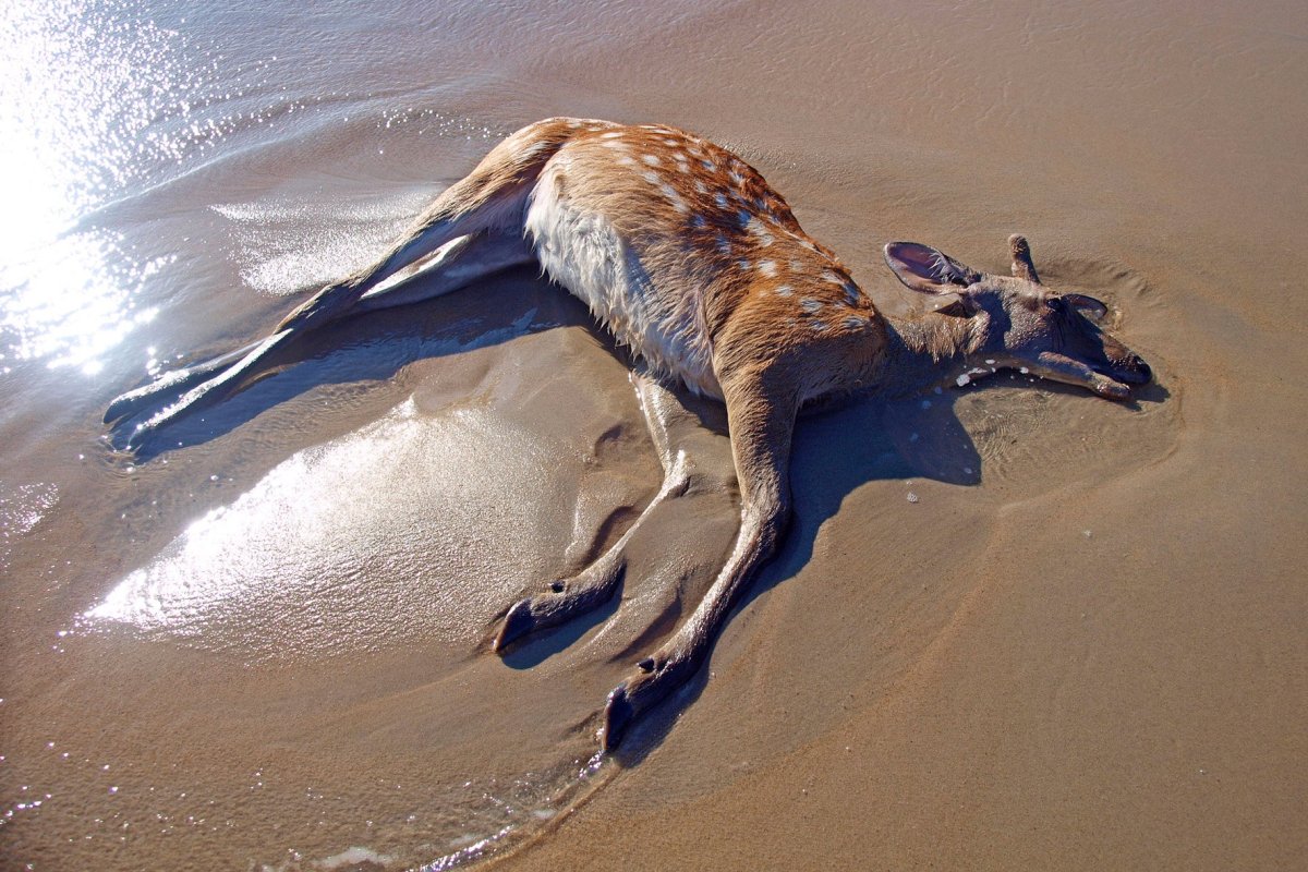Трилобит мечехвост