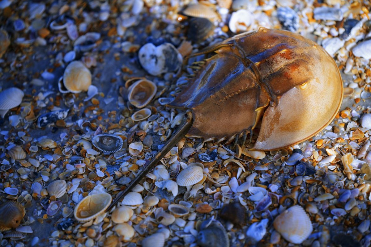 Радужный Омар лобстер