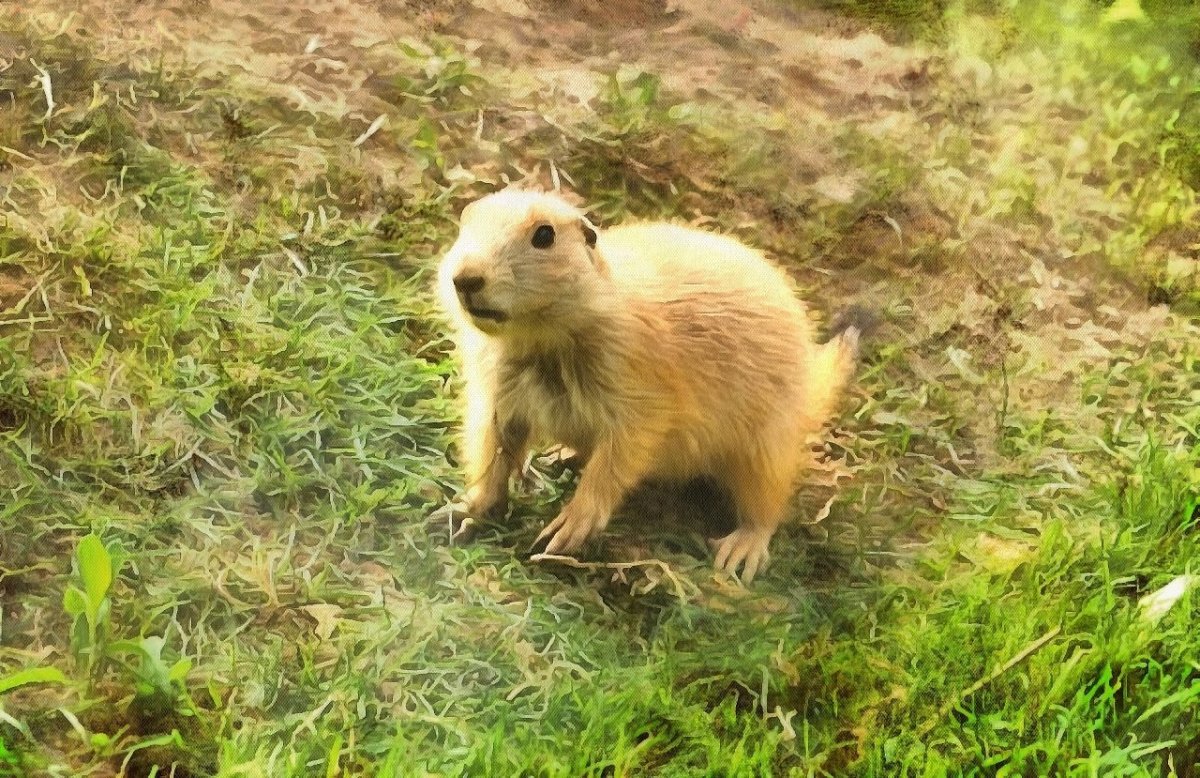 Китайская собачка грызун