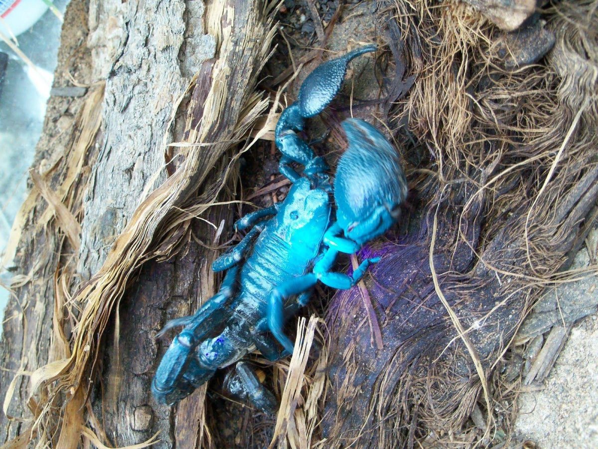 Синий Североатлантический Омар