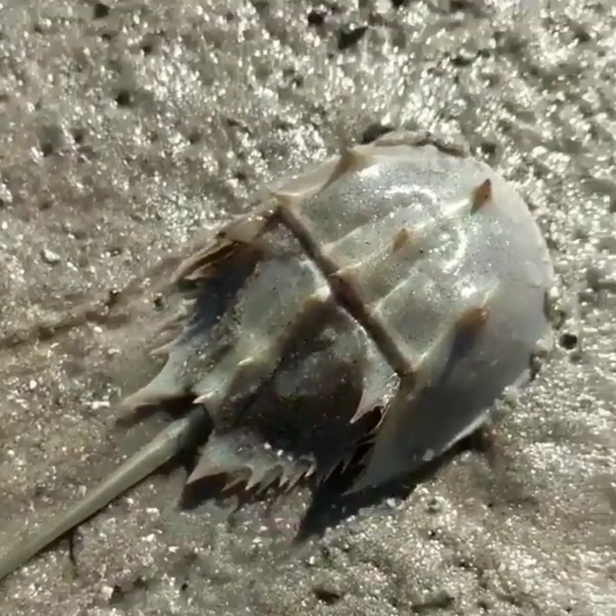 Краб мечехвост голубая кровь