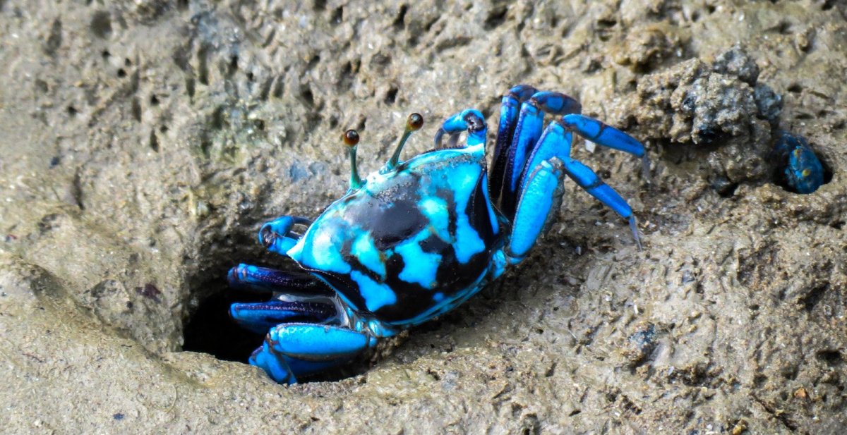 Императорский Скорпион в ультрафиолете