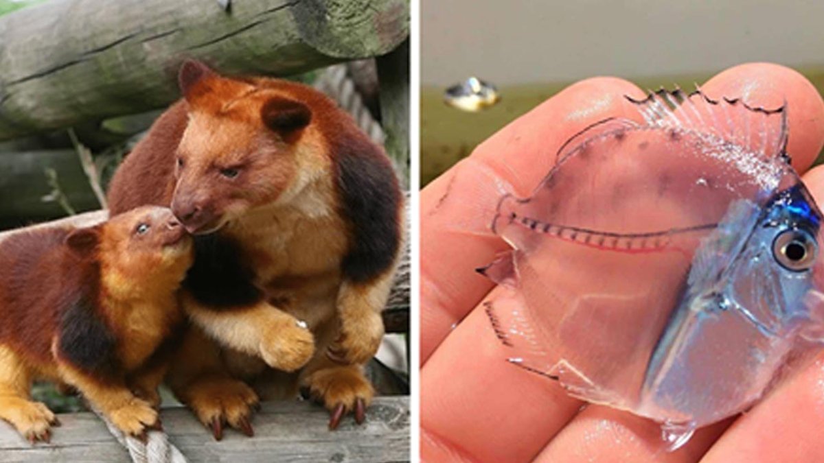 Мечехвост в Волге