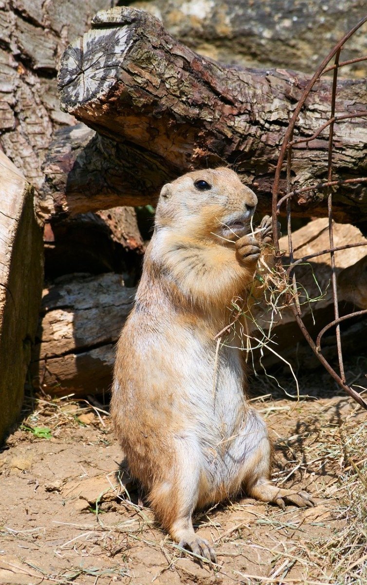 Китайская собачка грызун