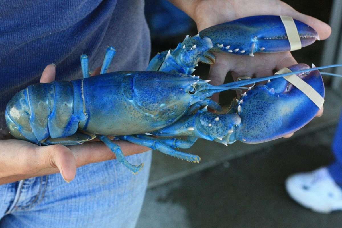 Голубой Императорский Скорпион