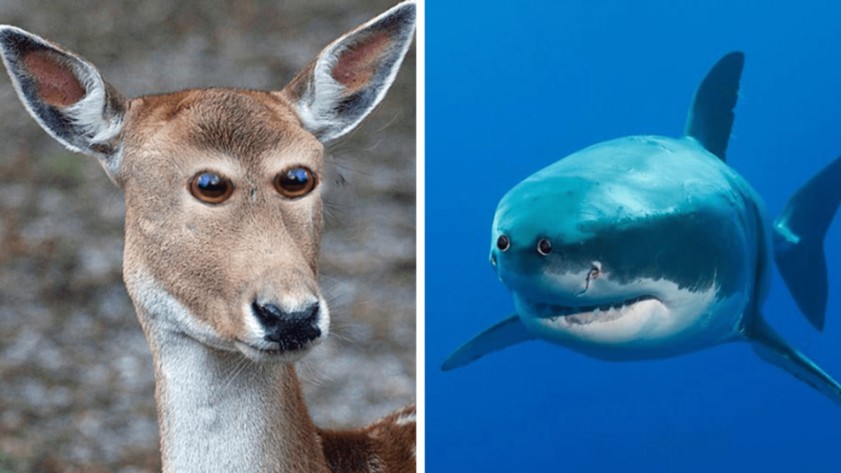 Голубой Императорский Скорпион